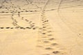 sand dunes yellow colour natural beauty sand desert footprints Royalty Free Stock Photo
