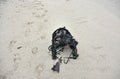 Sand Filled Crab Trap Sitting on a Beach Royalty Free Stock Photo