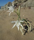 Sand flower on ther beach on Cyprus Royalty Free Stock Photo