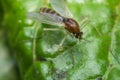 Sand Fly Gnat