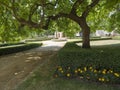 Sand footpath In the castle park with spreding linden tree branch, flower bed and fountain, summer sunny day Royalty Free Stock Photo