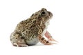 Sand frog Royalty Free Stock Photo