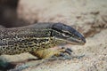 Sand goanna Royalty Free Stock Photo