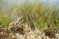 A sand goanna in far north Queensland, Royalty Free Stock Photo