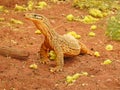 Sand Goanna Looking at Camera