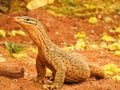 Sand Goanna in Murchison Region