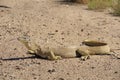 Sand goanna in outback Queensland