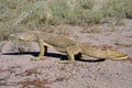 Sand goanna Royalty Free Stock Photo