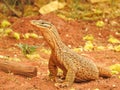 Sand Goanna Standing Erect