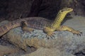 Sand goanna