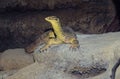 Sand goanna