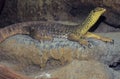 Sand goanna