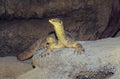 Sand goanna