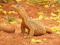 Sand Goanna in Western Australia