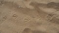 sand at golden hour. An empty beach, footprints of a waterfowl with webbed feet in the sand. Dunes. Loose sedimentary