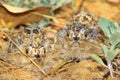 Sand Grouse Chicks - African Wild Bird Background - Exotic Camouflage