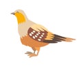 Sand grouse icon vector illustration. Cartoon style