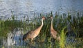 Sand Hill Crane