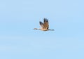 Sand Hill Crane Calling While in Flight Royalty Free Stock Photo