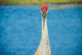 Sand Hill crane, facing down, a photographer Royalty Free Stock Photo