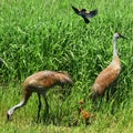 Sand Hill Crane Family Royalty Free Stock Photo