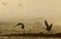 Sand Hill Crane in flight