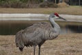 Sand Hill Crane in Florida