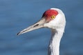 Sand Hill Crane Profile