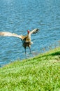 Sand Hill crane, taking flight from shoreline of a tropical lake Royalty Free Stock Photo
