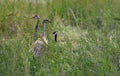 Canadian Geese, Bird Photography, Outdoor Wildlife, Nature