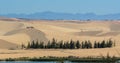 Sand hills with green trees in Phan Thiet, Vietnam Royalty Free Stock Photo