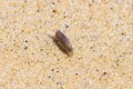 Sand hopper, Talitrus saltator