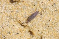 Sand hopper, Talitrus saltator