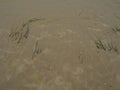 Sand, kelp and seashells background. Human footprints. Beach after heavy rain. Natural brown material after the storm Royalty Free Stock Photo