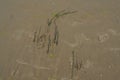 Sand, kelp and seashells background. Human footprints. Beach after heavy rain. Natural brown material after the storm Royalty Free Stock Photo