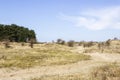 Sand landscape, National Park Zuid Kennemerland, Netherlands Royalty Free Stock Photo