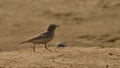Sand lark in a field Royalty Free Stock Photo