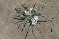 Sand lily, Leucocrinum montanum, Oregon Badlands near Bend