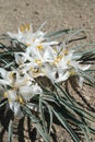 Sand lily, Leucocrinum montanum, Oregon Badlands near Bend