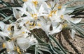 Sand lily, Leucocrinum montanum, Oregon Badlands near Bend