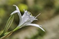 Sand lily or Sea daffodil closeup view. Pancratium maritimum, wild plant blooming Sea pancratium lily. Royalty Free Stock Photo