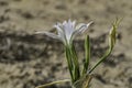 Sand lily or Sea daffodil closeup view. Pancratium maritimum, wild plant blooming Sea pancratium lily.