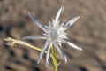 Sand lily or Sea daffodil closeup view. Pancratium maritimum, wild plant blooming, white flower Royalty Free Stock Photo