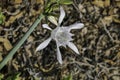 Sand lily or Sea daffodil closeup view. Pancratium maritimum, wild plant blooming Sea pancratium lily.