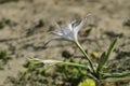 Sand lily or Sea daffodil closeup view. Pancratium maritimum, wild plant blooming Sea pancratium lily.