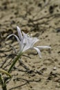 Sand lily or Sea daffodil closeup view. Pancratium maritimum, wild plant blooming Sea pancratium lily.