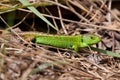 Sand Lizard