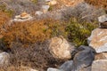 The sand lizard also known as Lacerta agilis sitting on a rock, Greece Royalty Free Stock Photo