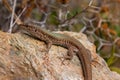 The sand lizard also known as Lacerta agilis sitting on a rock, Greece Royalty Free Stock Photo