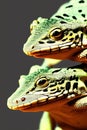 Sand Lizard Animal. AI Generated.